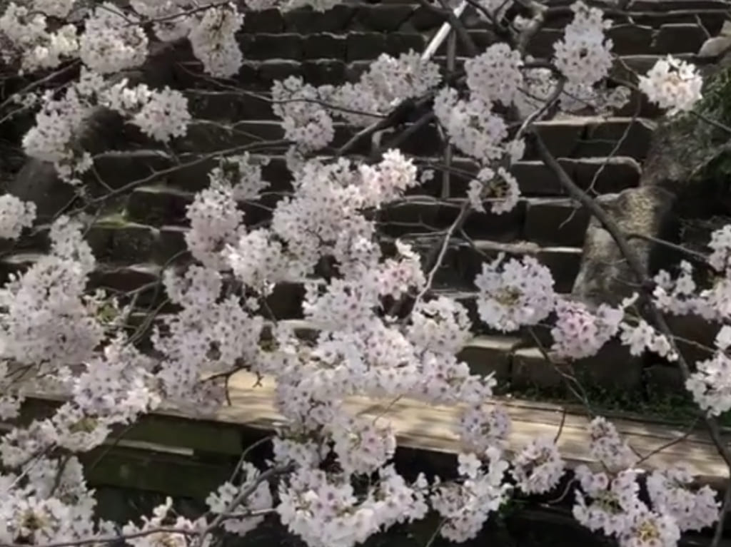 宿河原桜（2019年撮影）