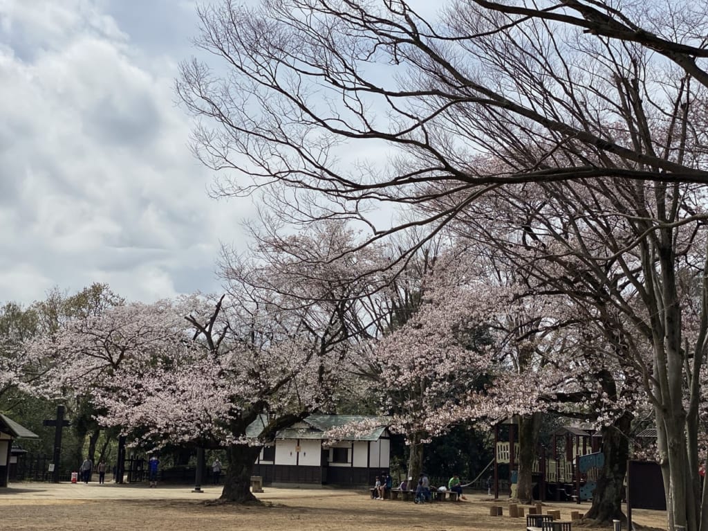 枡形山桜（2020年撮影）