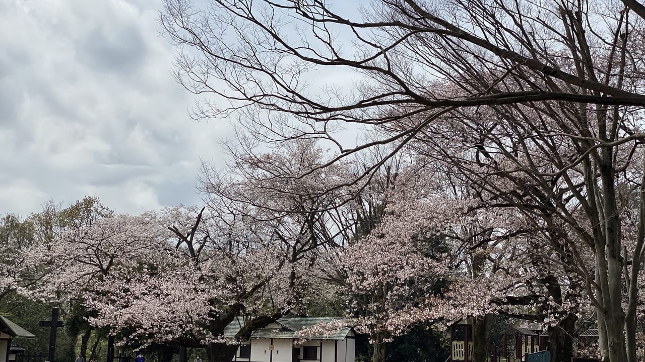 枡形山桜（2020年撮影）
