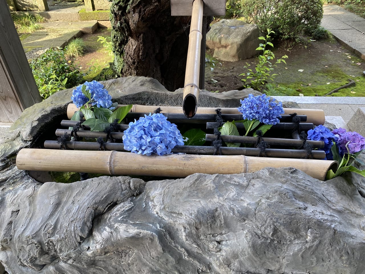 川崎市多摩区 長尾にあるあじさい寺妙楽寺の紫陽花が見頃を迎えています 号外net 川崎市多摩区