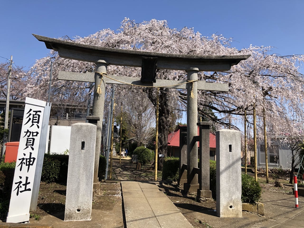 須賀神社桜