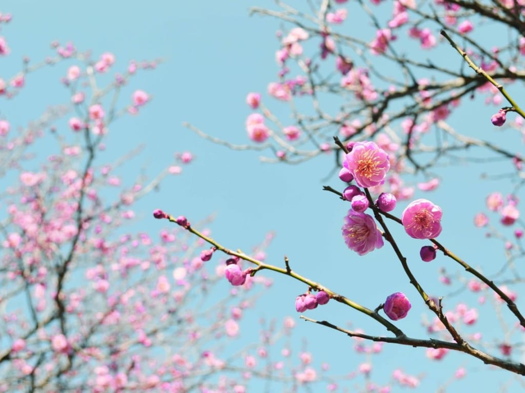 梅の花　イメージ