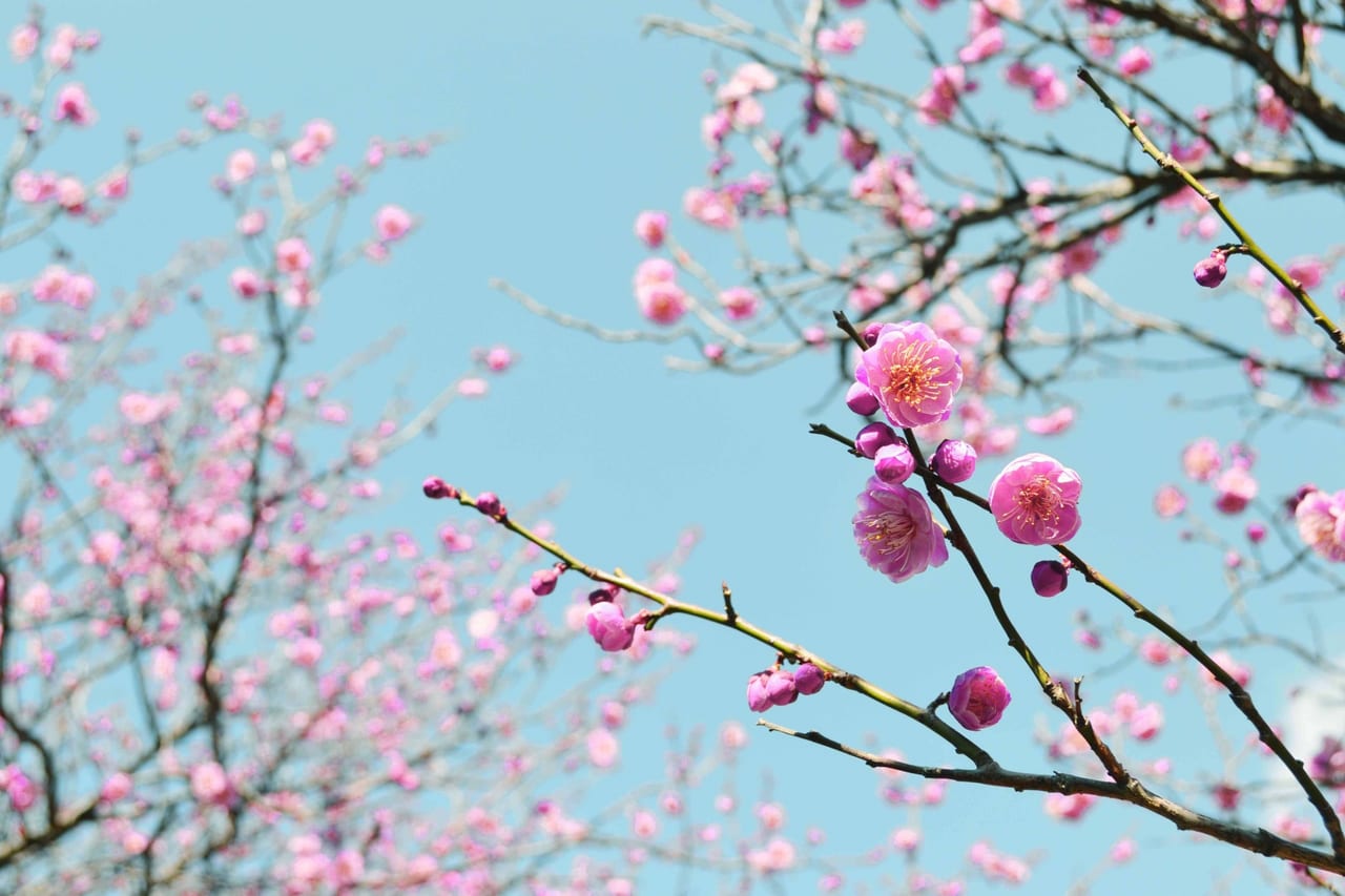 梅の花　イメージ