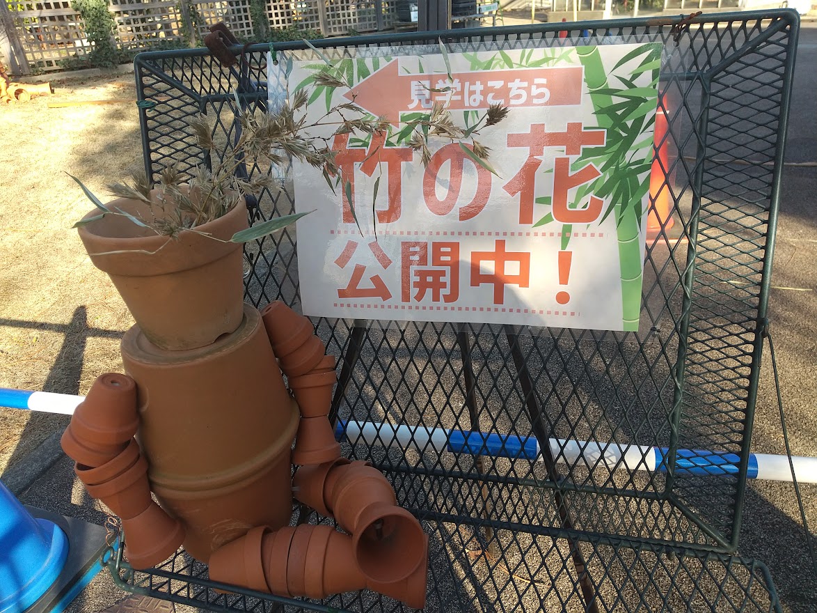 緑化センター　竹の花　120年ぶり