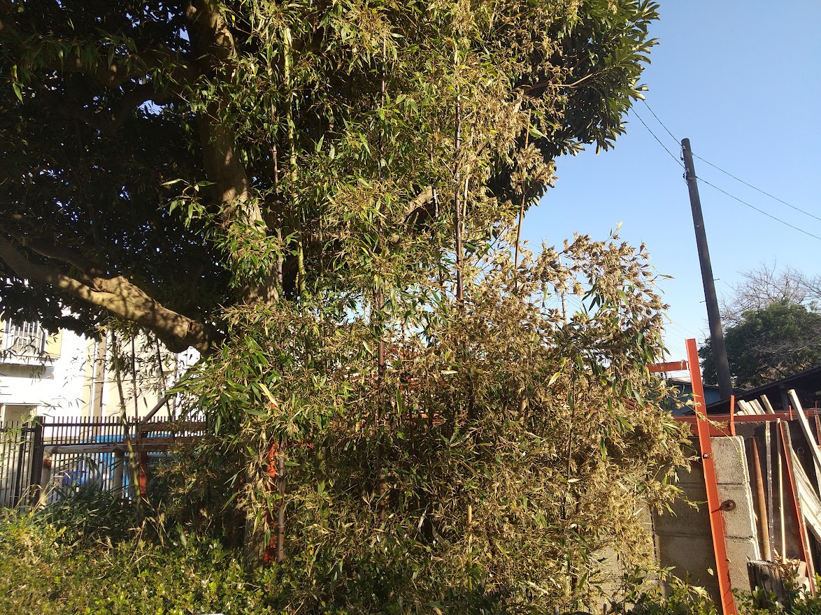 緑化センター　竹の花　120年ぶり