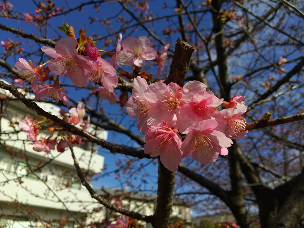 五反田川　河津桜　生田