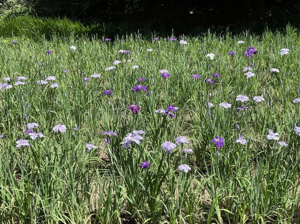 生田緑地菖蒲園