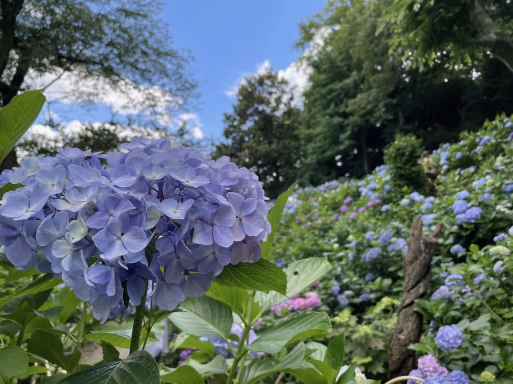 紫陽花寺妙楽寺