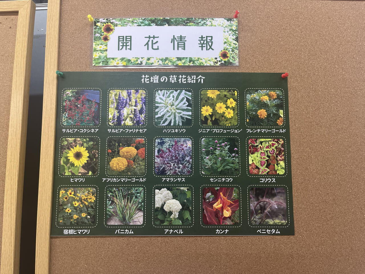 川崎市緑化センター 開花情報(8月)