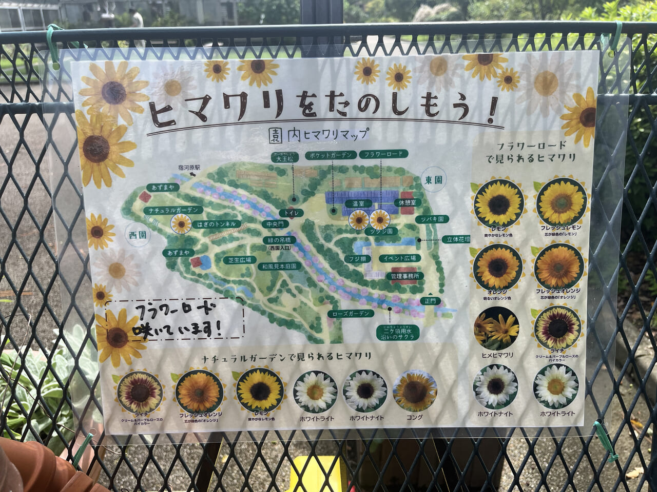 川崎市緑化センター 園内ヒマワリマップ