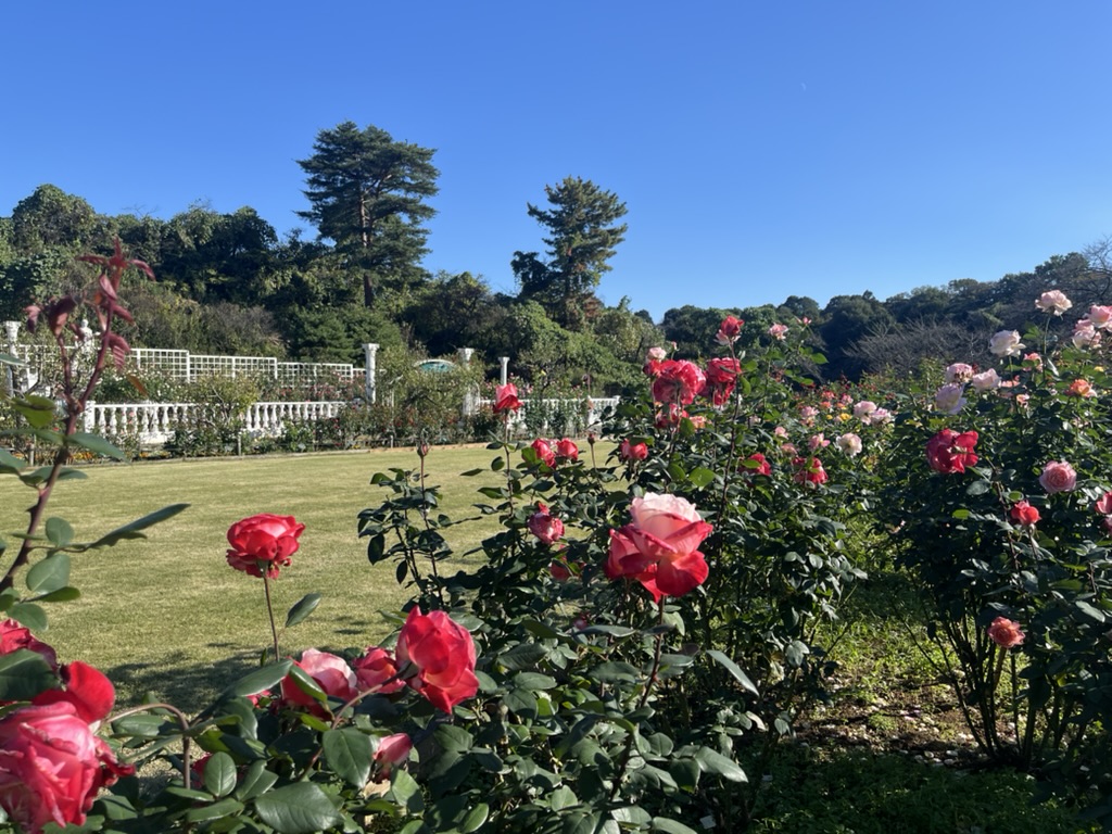 生田緑地ばら苑内の風景