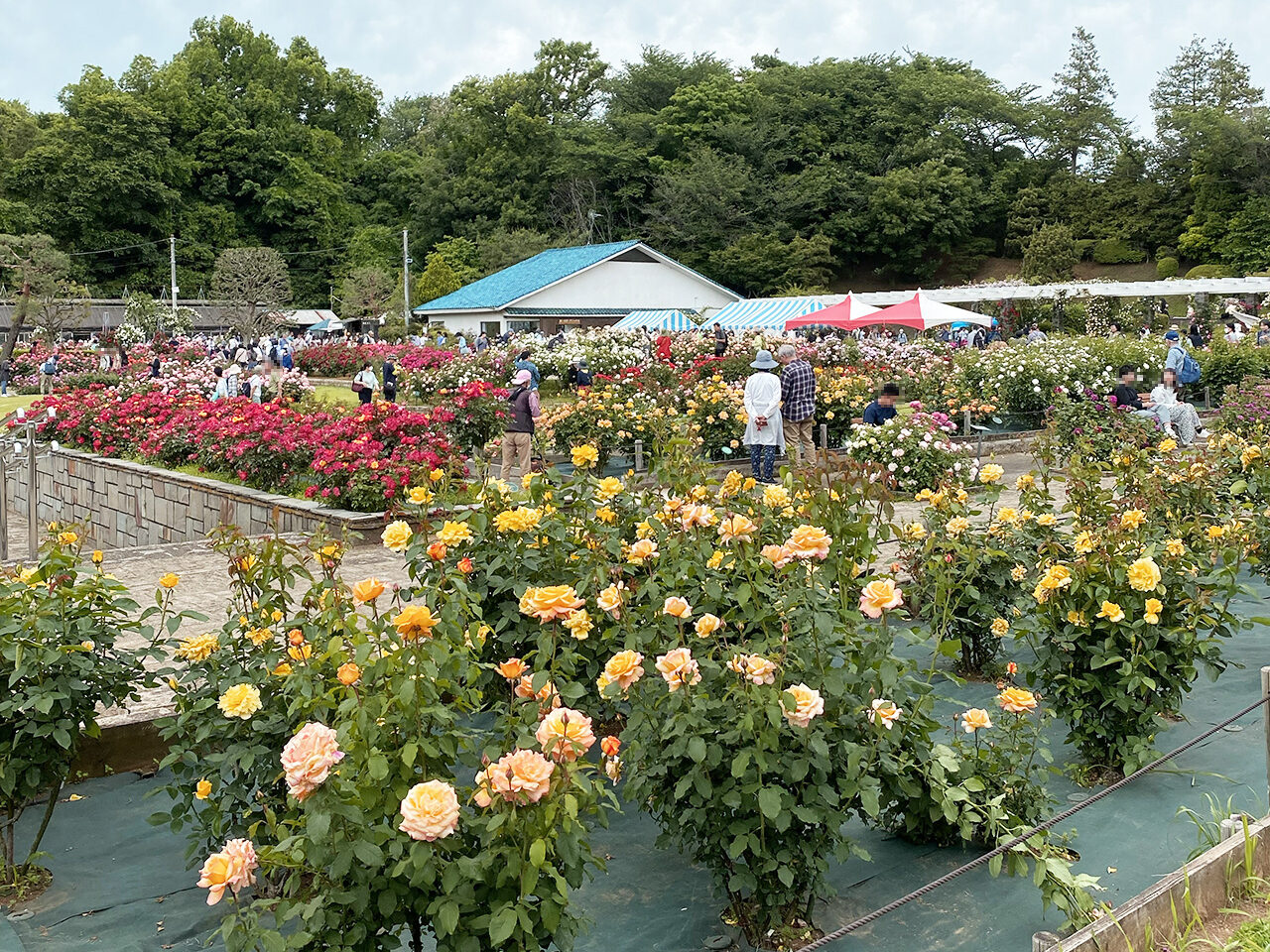 2024年春生田緑地ばら苑