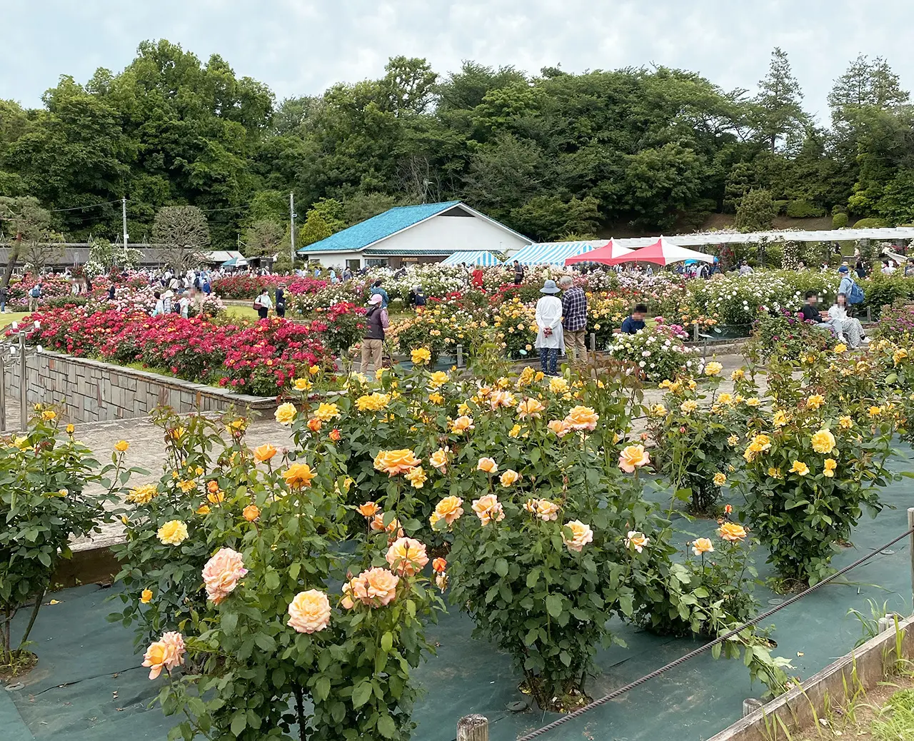 2024年春生田緑地ばら苑