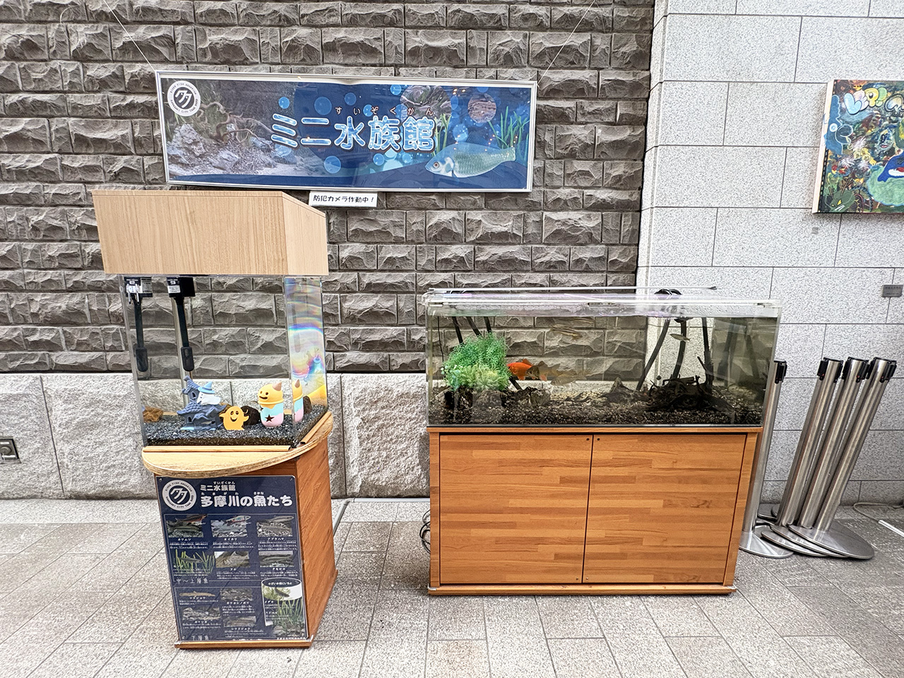 多摩区役所のミニ水族館