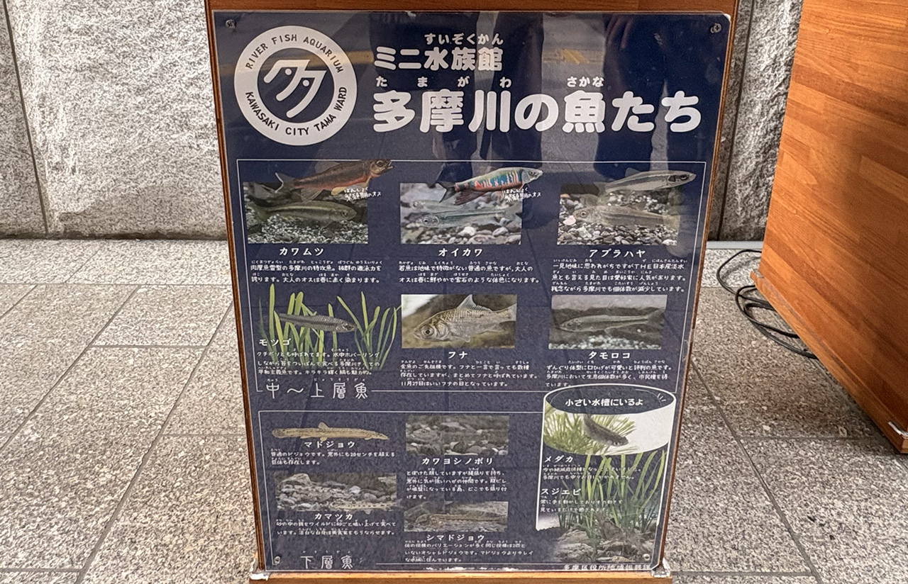 多摩区役所の多摩川の魚たちのPOP