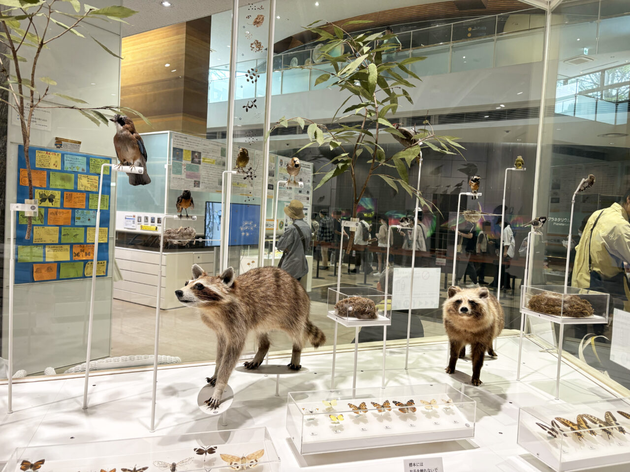 科学館1階の剥製展示