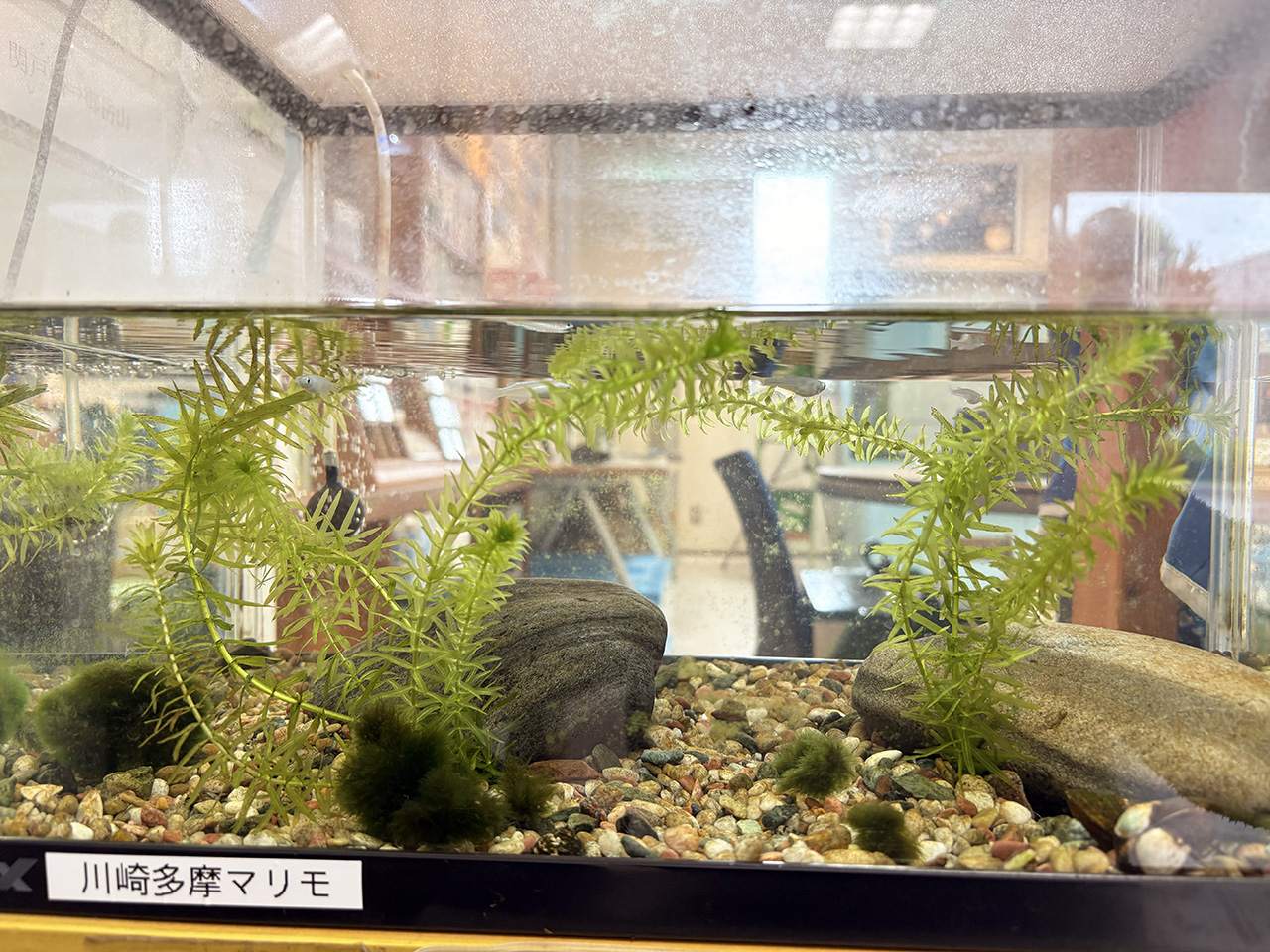 せせらぎ館内の川崎多摩マリモ