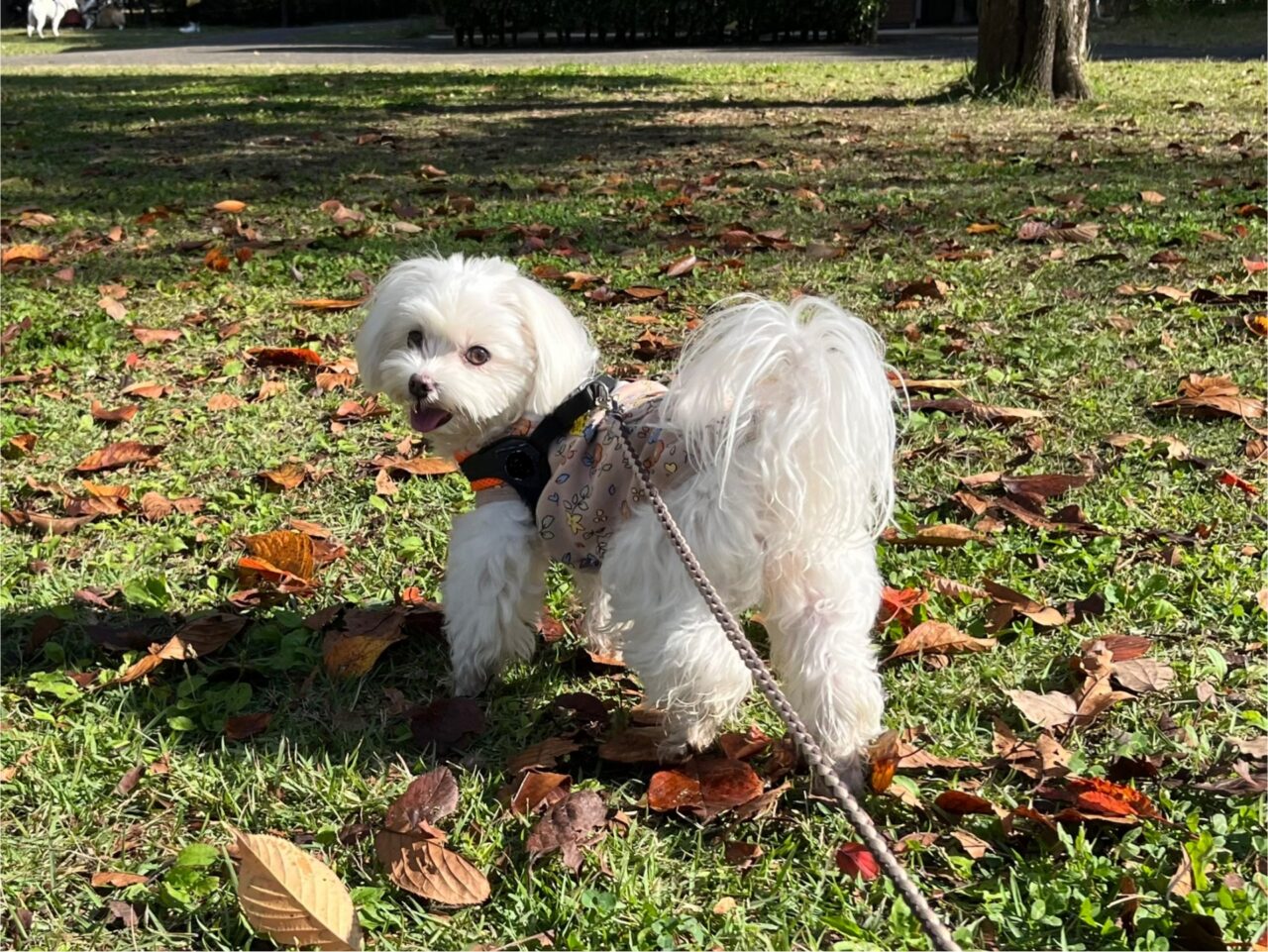 わんわんパトロールのイメージ画像