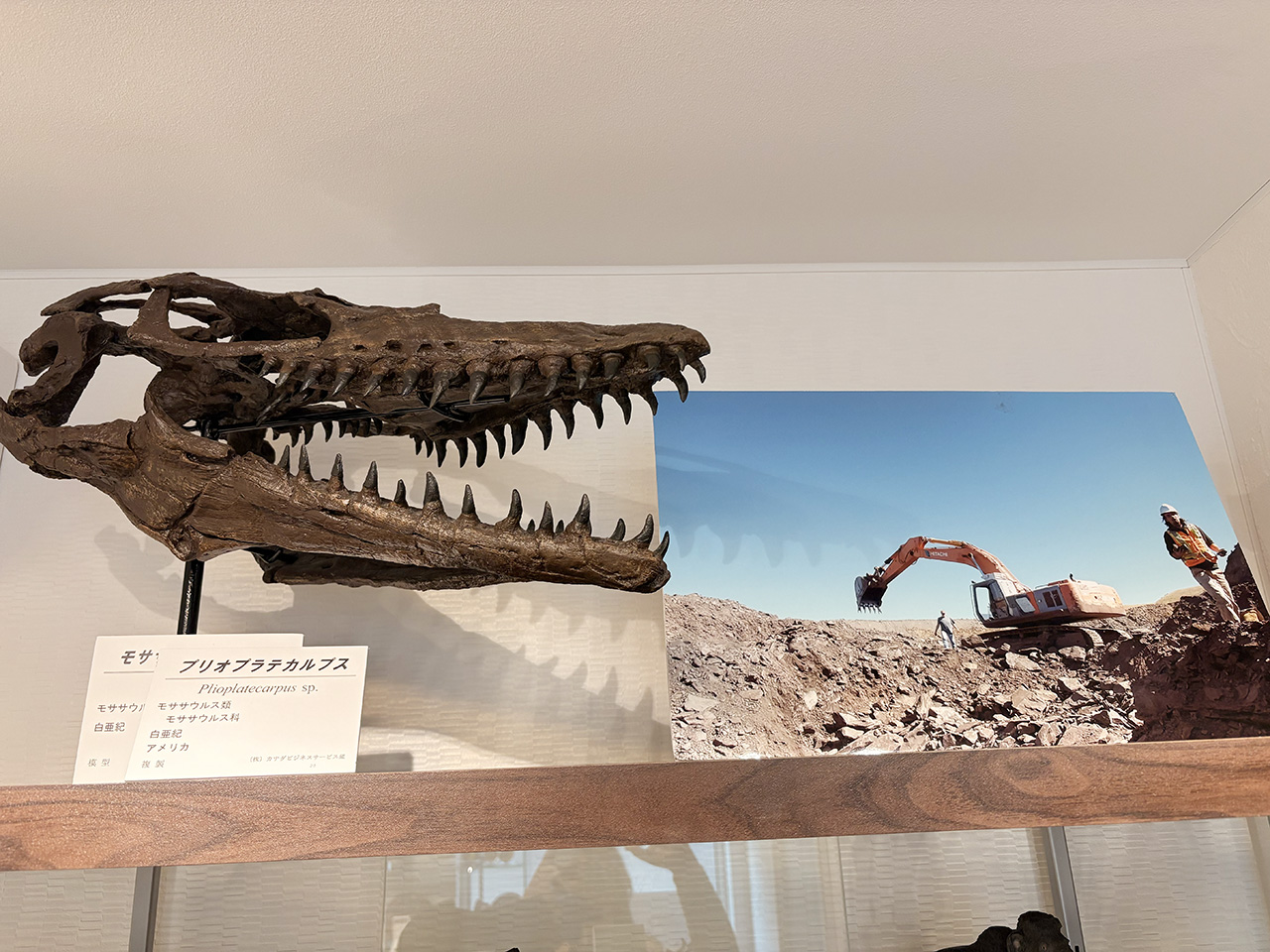 アンモナイトミュージアムのモササウルス模型