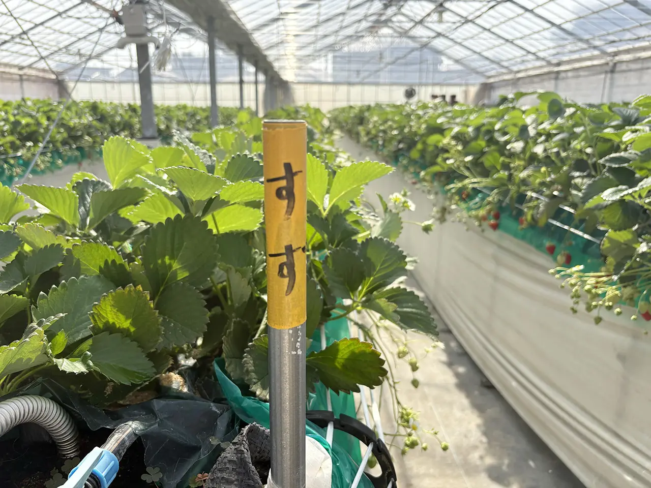 上原さんちのいちご畑のすずのレーン