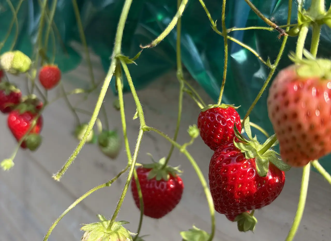 上原さんちのいちご畑のイチゴ