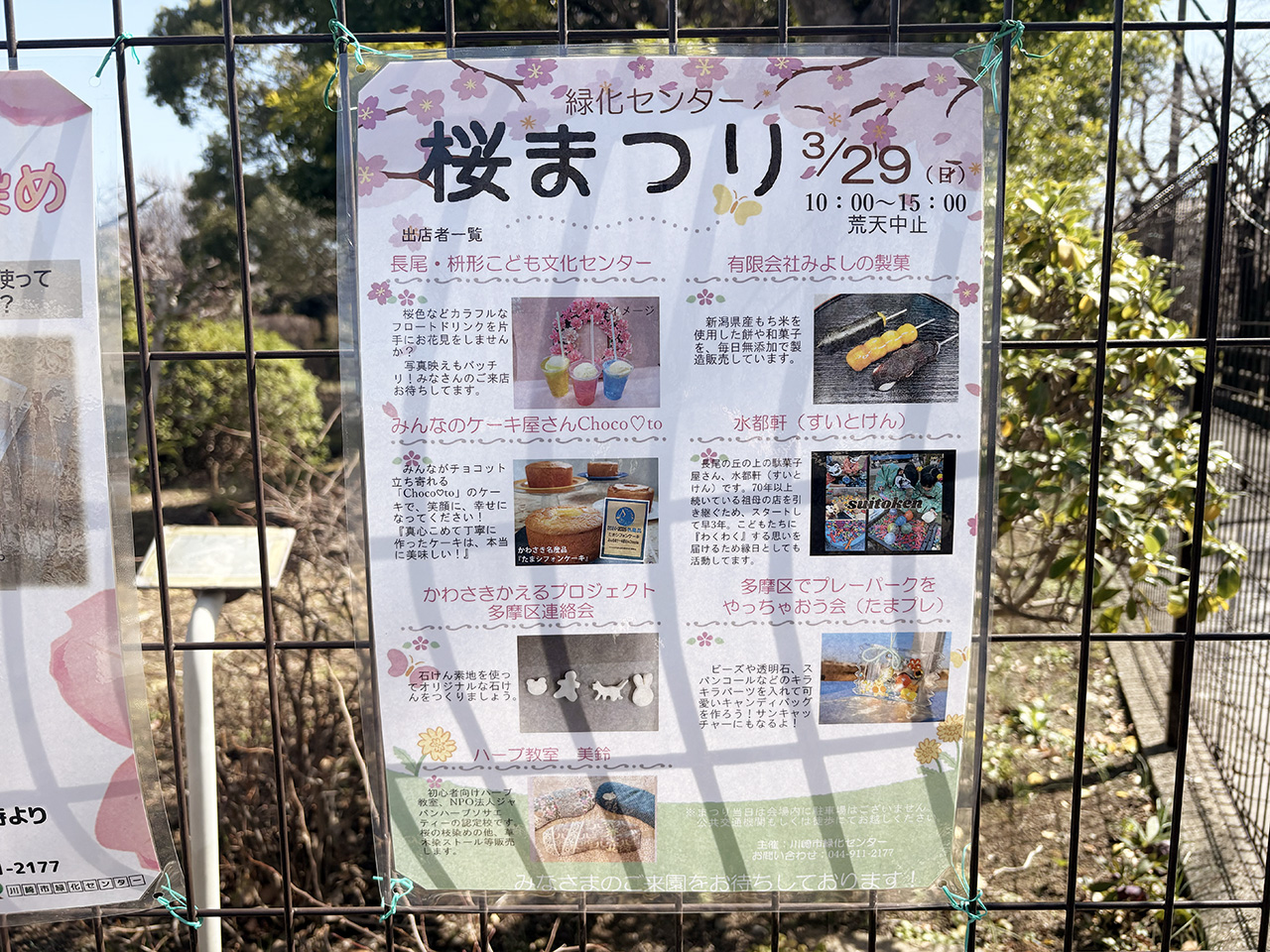 川崎市緑化センターの桜まつり2026