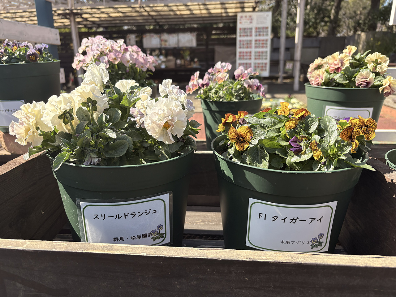 珍パンジーの販売