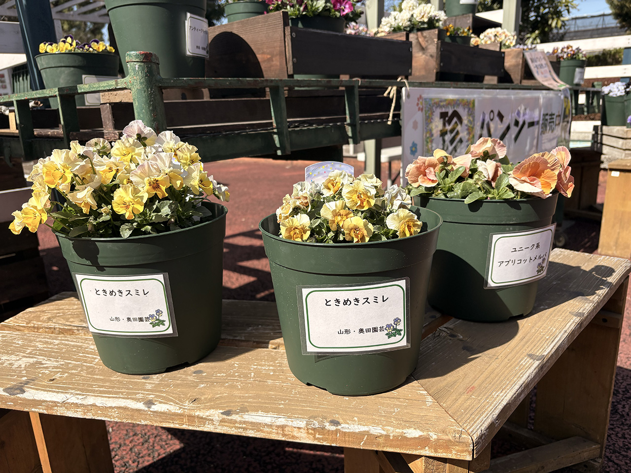 珍パンジー販売