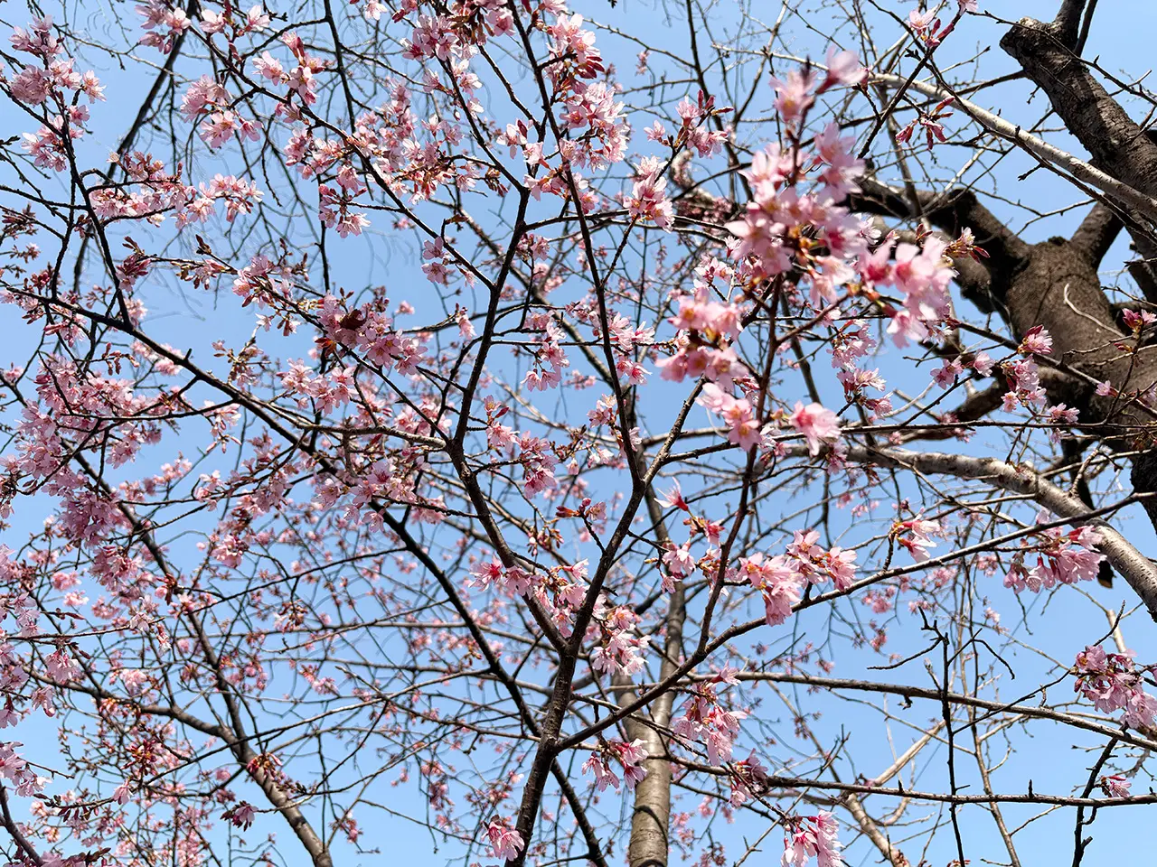 二ヶ領用水沿いの早咲きの桜