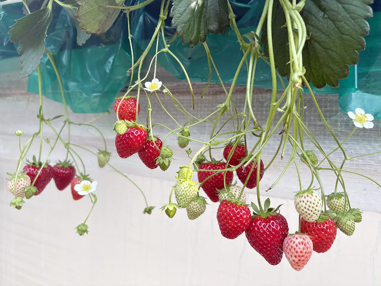 多摩区のいちご狩り