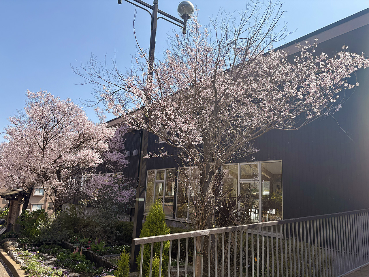 生田緑地東口の桜2026年