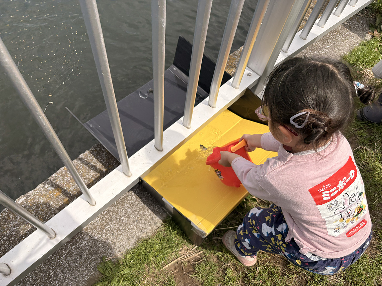 かわさき水辺の楽校「
鮎の稚魚放流」