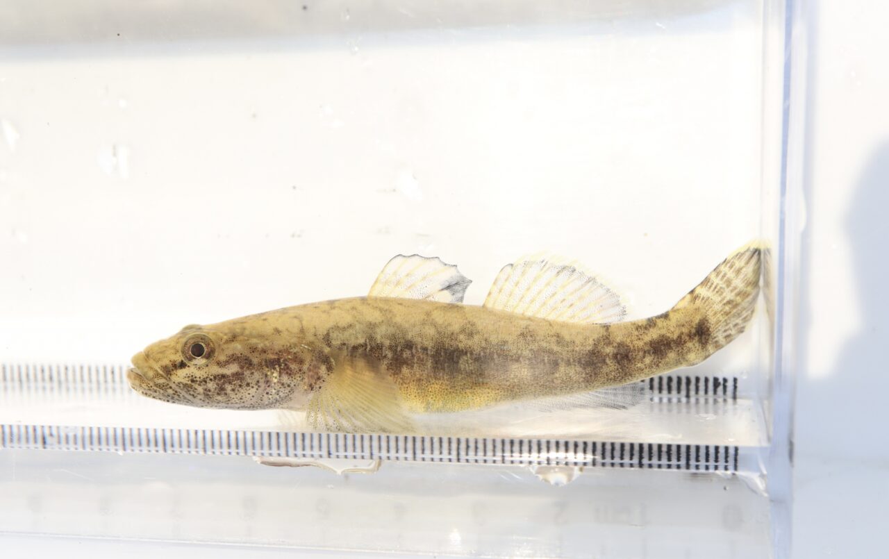 ウキゴリのイメージ写真