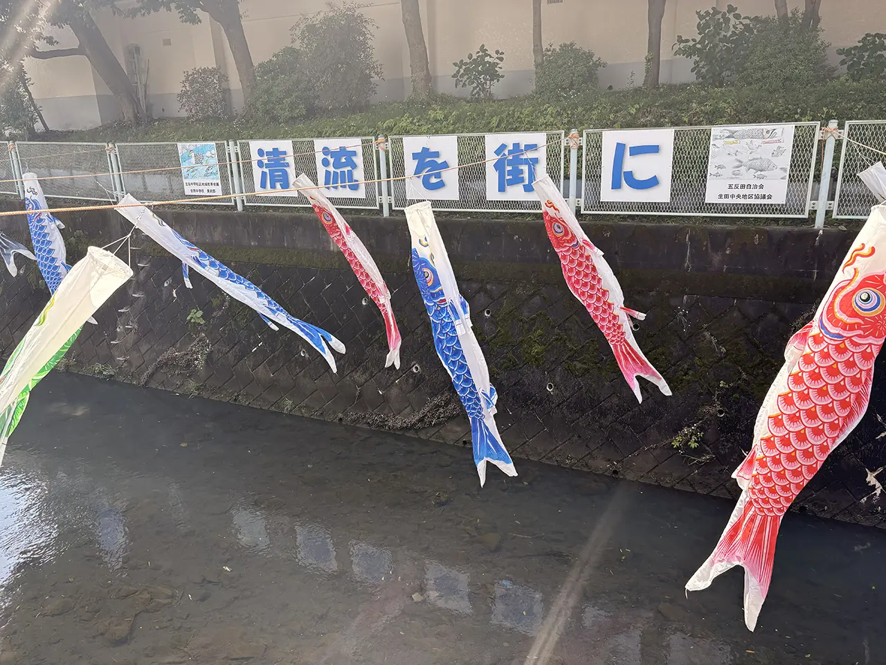 生田駅近く五反田川の鯉のぼり