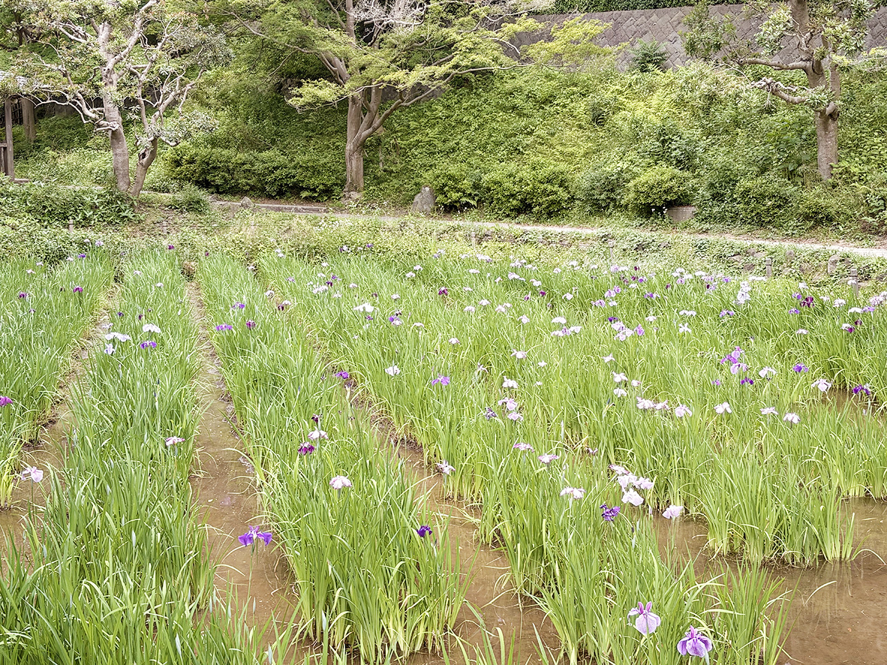生田緑地の菖蒲園2026年の様子