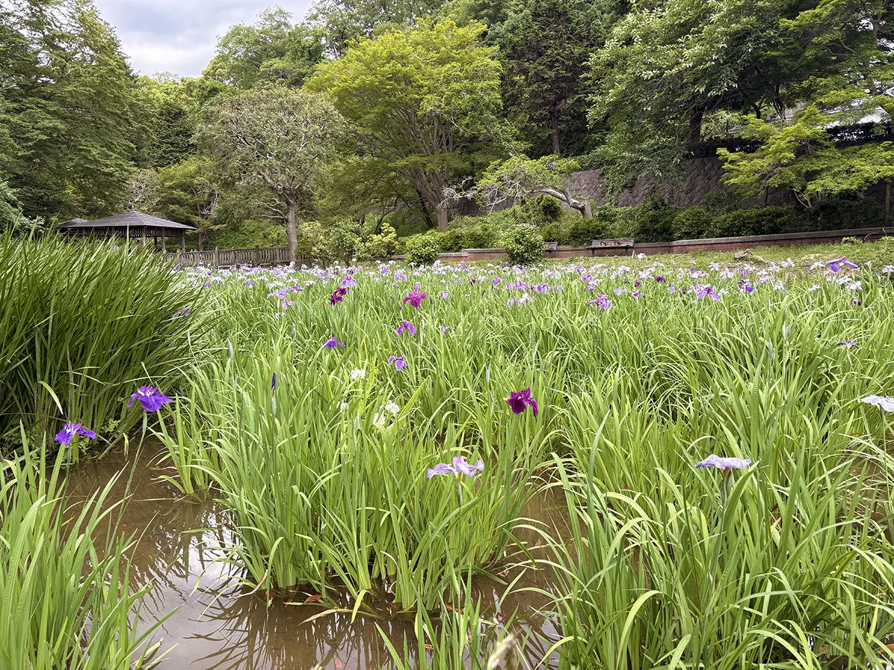 生田緑地の菖蒲園2026年の様子