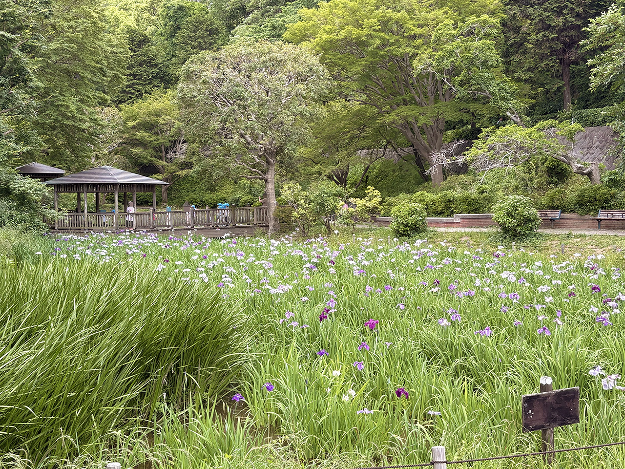 生田緑地の菖蒲園2026年の様子