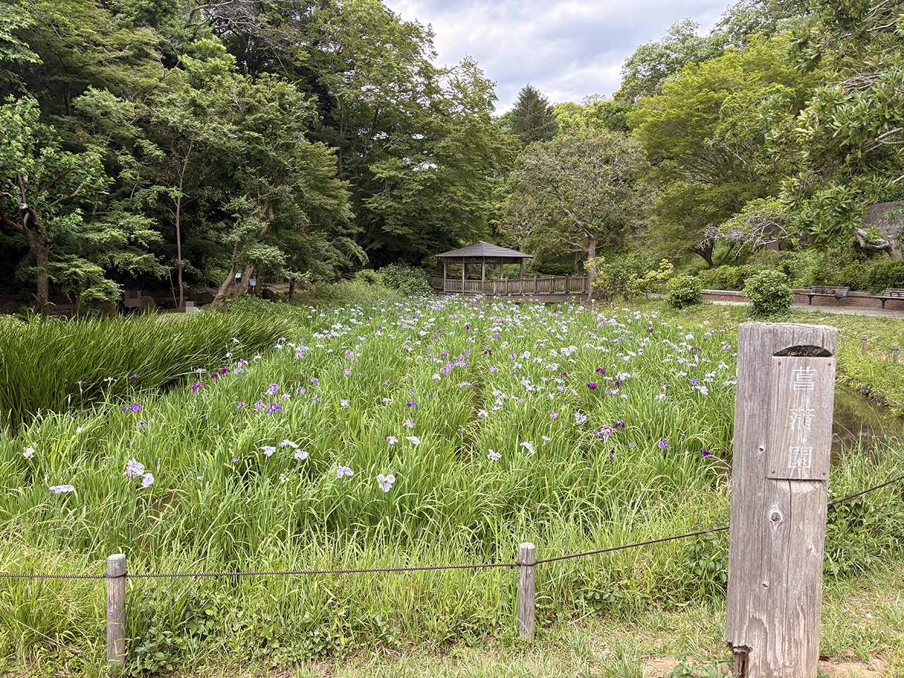 生田緑地の菖蒲園2026年の様子
