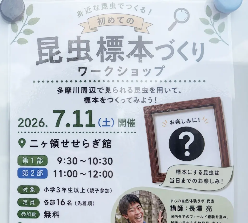 二ヶ領せせらぎ館での昆虫標本づくりワークショップ