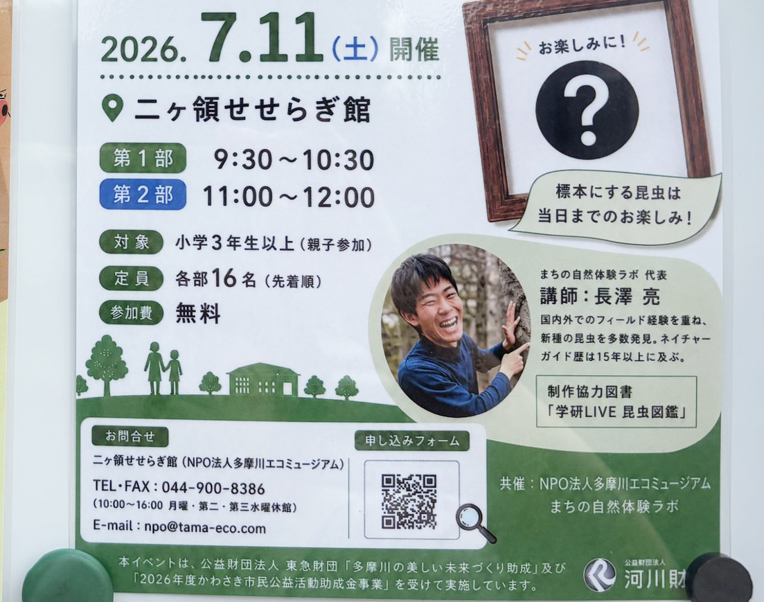 二ヶ領せせらぎ館での昆虫標本づくりワークショップ