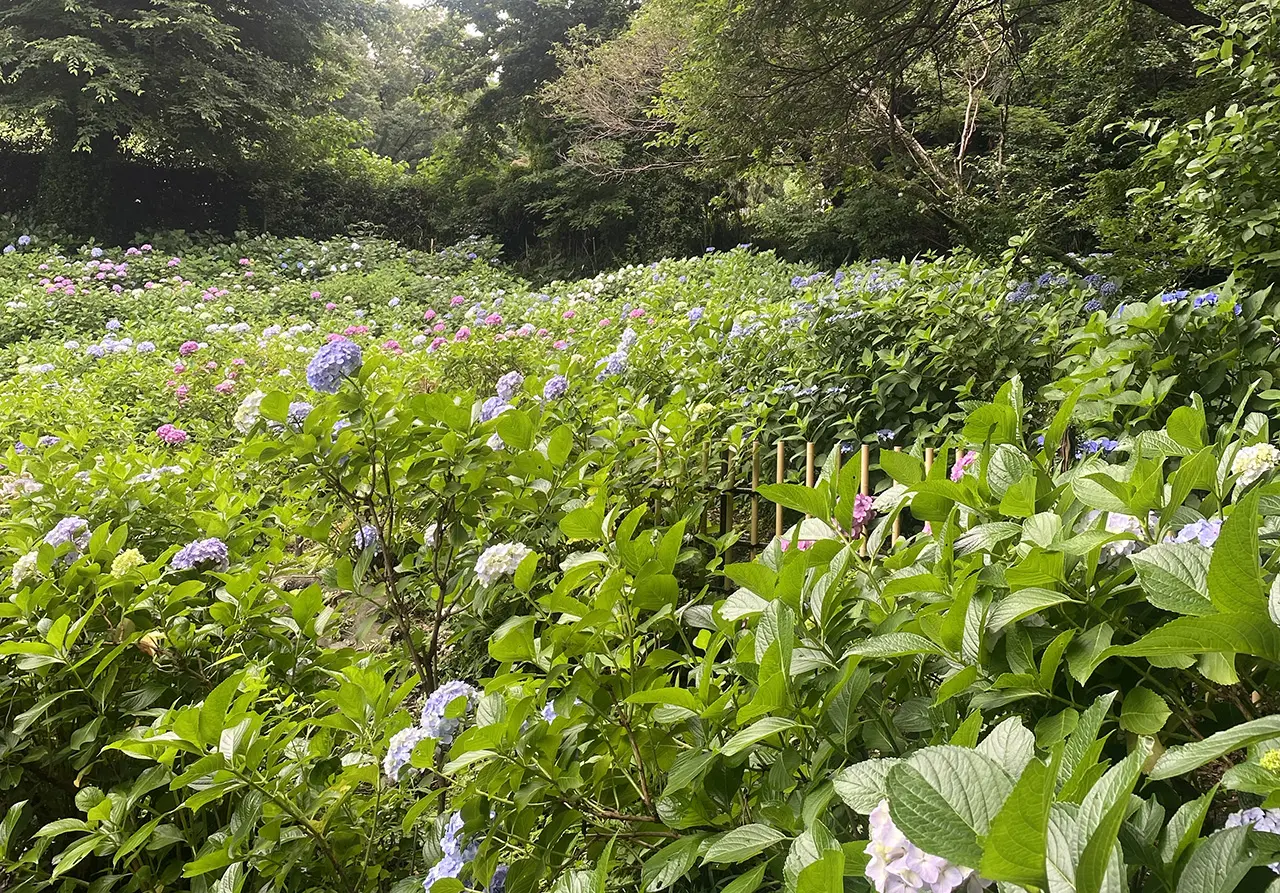 妙楽寺のあじさい