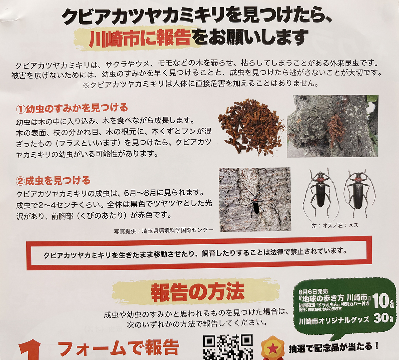 川崎市「クビアカツヤカミキリをさがそう」