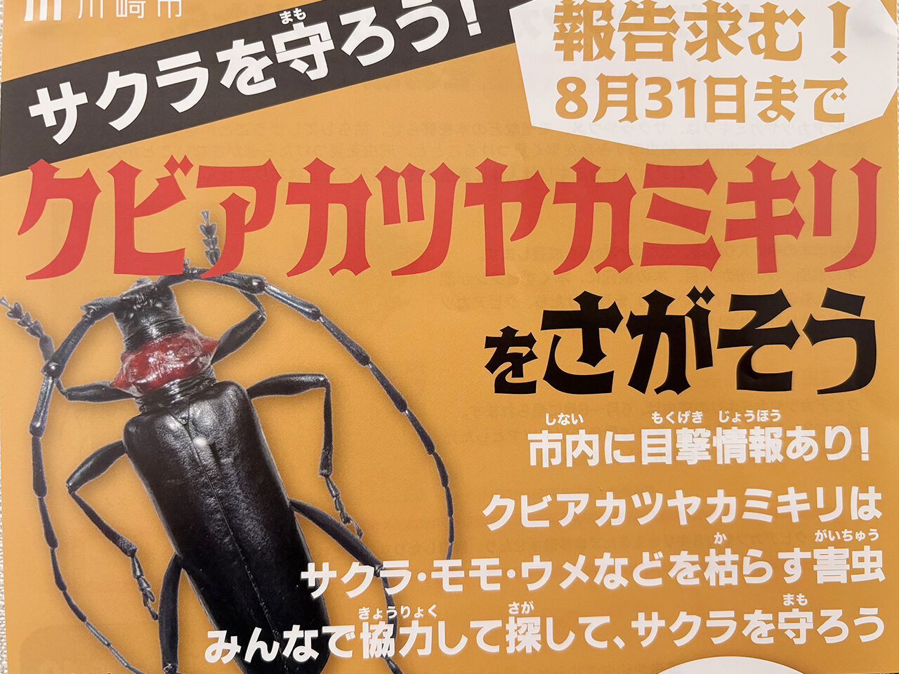 川崎市「クビアカツヤカミキリをさがそう」