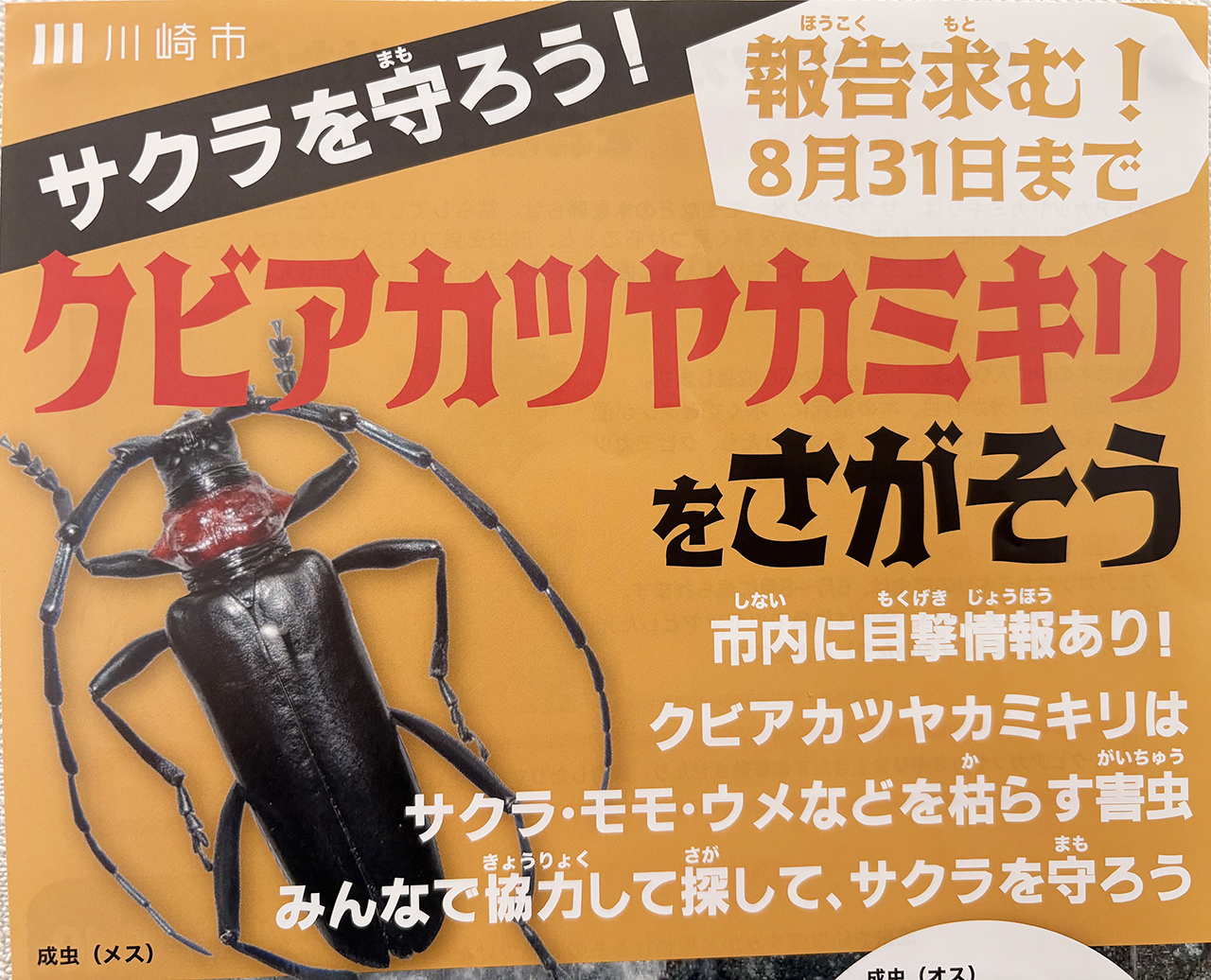 川崎市「クビアカツヤカミキリをさがそう」