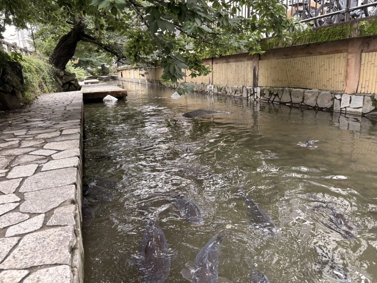 二ヶ領用水の鯉たち