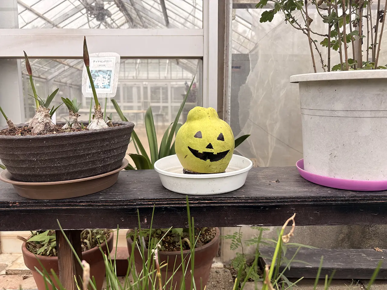 川崎市緑化センターのハロウィン